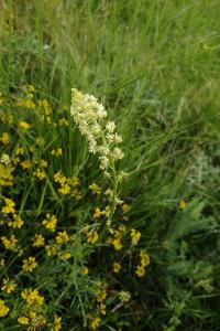 <i>Reseda lutea</i>