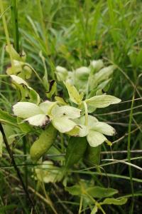 <i>Helleborus foetidus</i>