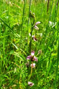 <i>Ophrys apifera</i>