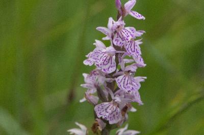 <i>Dactylorhiza maculata</i>