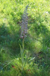 <i>Himantoglossum hircinum</i>
