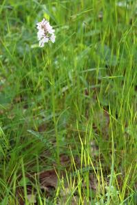 <i>Dactylorhiza maculata</i>