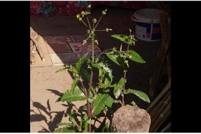 <i>Sonchus asper</i>