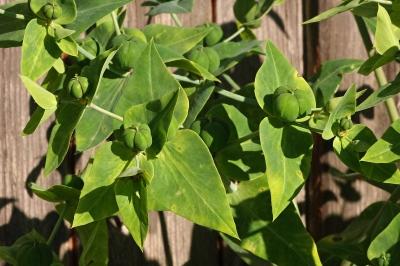 <i>Euphorbia lathyris</i>