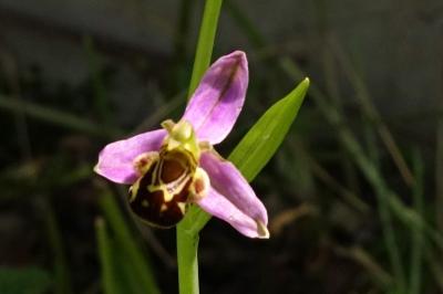 <i>Ophrys apifera</i>