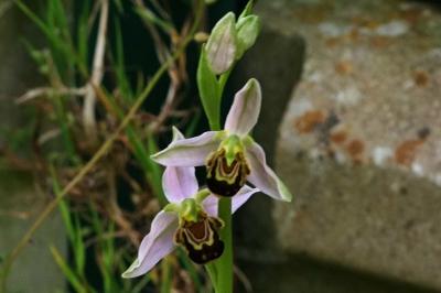 <i>Ophrys apifera</i>