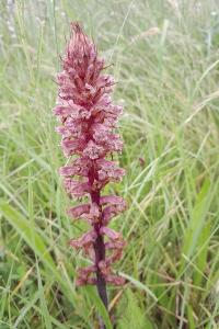<i>Orobanche amethystea</i>