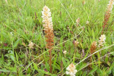 <i>Orobanche picridis-hieracioidis</i>