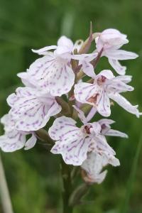 <i>Dactylorhiza maculata</i>