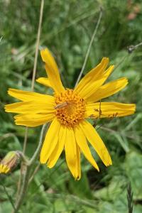 <i>Arnica montana</i>
