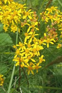 <i>Jacobaea adonidifolia</i>