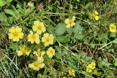 <i>Potentilla recta</i>