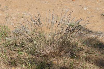 Corynephorus canescens