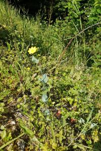 <i>Blackstonia perfoliata</i>