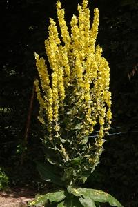 <i>Verbascum pulverulentum</i>
