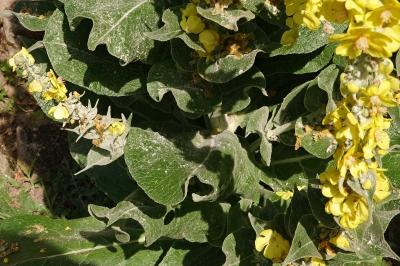 <i>Verbascum pulverulentum</i>