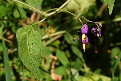 <i>Solanum dulcamara</i>