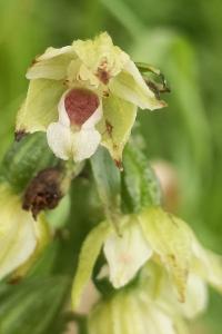 <i>Epipactis muelleri</i>