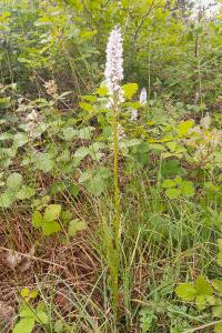 <i>Dactylorhiza maculata</i>