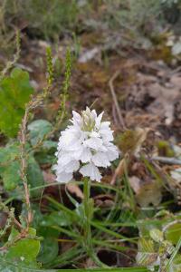 <i>Dactylorhiza maculata</i>