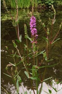 <i>Lythrum salicaria</i>
