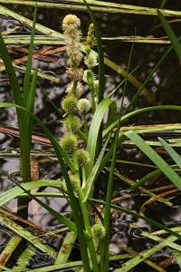 <i>Sparganium emersum</i>
