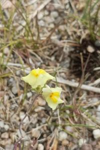 <i>Linaria repens</i>