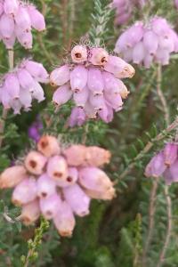 <i>Erica tetralix</i>