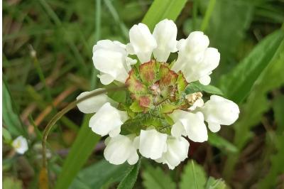 <i>Prunella laciniata</i>