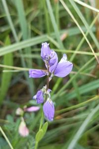 <i>Polygala serpyllifolia</i>