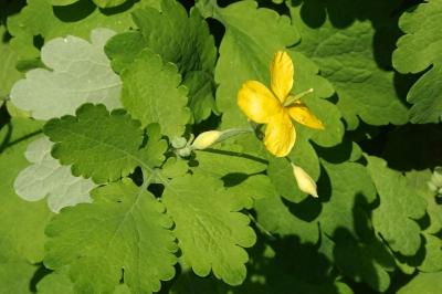 <i>Chelidonium majus</i>