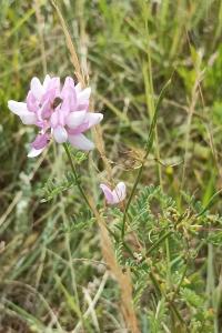 <i>Coronilla varia</i>