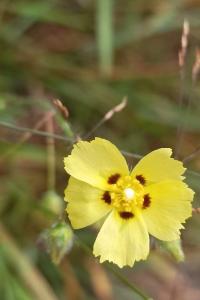 <i>Tuberaria guttata</i>