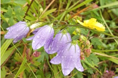 <i>Campanula rotundifolia</i>