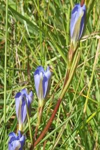 <i>Gentiana pneumonanthe</i>
