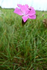 <i>Dianthus carthusianorum</i>