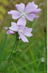 <i>Malva moschata</i>