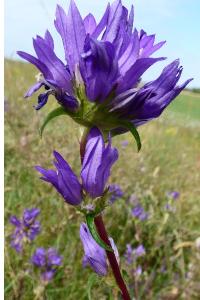 <i>Campanula glomerata</i>