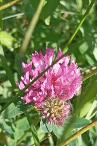 <i>Trifolium medium</i>