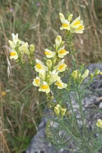 <i>Linaria vulgaris</i>
