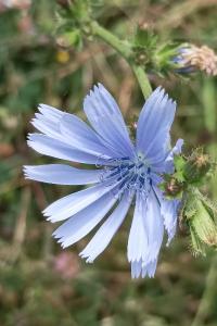 <i>Cichorium intybus</i>