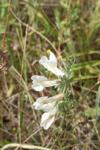 <i>Vicia pannonica</i>