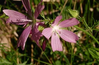 <i>Malva moschata</i>