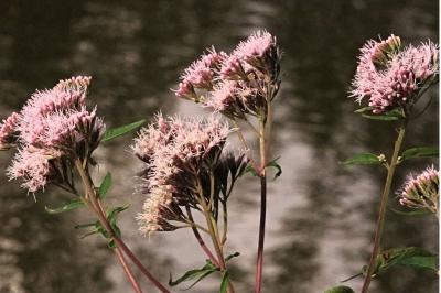 <i>Eupatorium cannabinum</i>