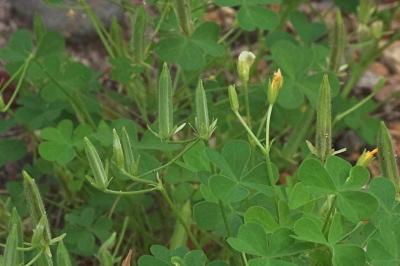 <i>Oxalis stricta</i>