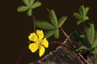 <i>Potentilla reptans</i>