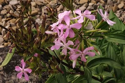 <i>Saponaria officinalis</i>