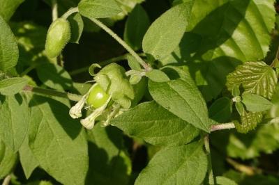 Silene baccifera