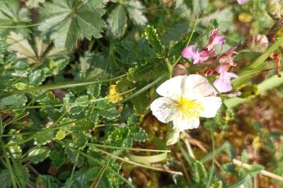 <i>Helianthemum apenninum</i>