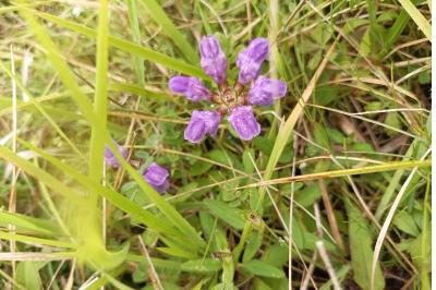 <i>Prunella grandiflora</i>